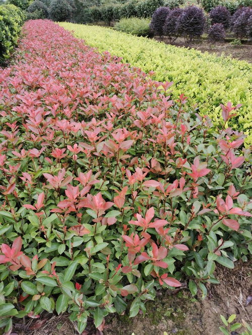 红叶石楠树种植攻略：如何打造美丽庭院？