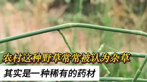 《虱子草种植：揭秘绿色生态农业的新宠儿》