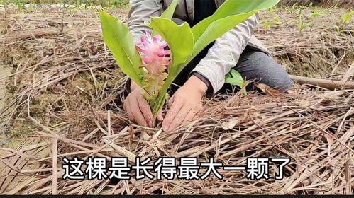 广西莪术种植技术革新，助力乡村振兴新篇章