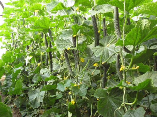 黄瓜直播种植技术：揭秘高效农业新趋势