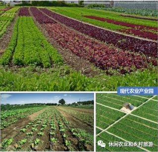 传统农业种植技术：古老智慧在新时代的焕发