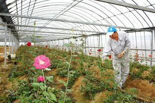 揭秘现代玫瑰花种植技术与高效管理之道
