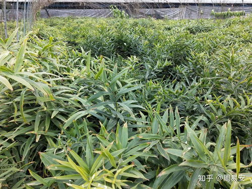 揭秘黄精种植秘诀：如何打造绿色、高效的自然农业？