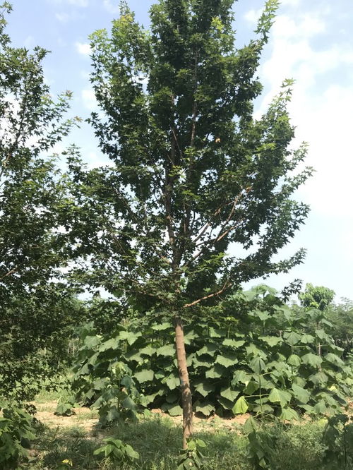 《五角枫种植栽培：揭秘提升成活率的秘诀之道》