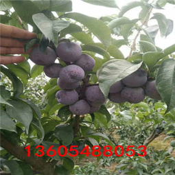 李子栽培新篇章：揭秘高效种植技术，解锁丰收密码