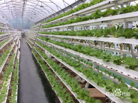 《水香菜种植秘籍：揭秘绿色蔬菜的丰收之道》