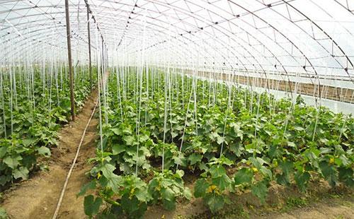 冬季大棚芸豆种植技术解析：如何实现高产高效？