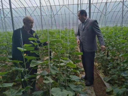 《揭秘富硒蔬菜种植：技术突破助力健康生活新篇章》