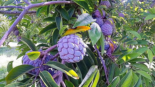 释迦果种植技术揭秘：如何打造高品质果实？