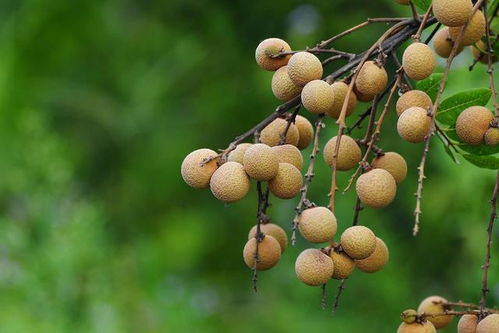 揭秘龙眼树种植奥秘：高效技术助力果农丰收