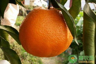 《沃柑种植技术解析：揭秘高效收益的秘密武器》