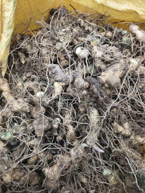 多花黄精种植技术大全：揭秘高收益的“黄金”种植秘诀