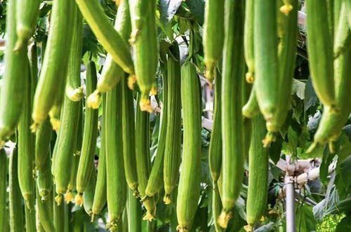 揭秘丝瓜种植奥秘：如何打造高产高效的自然农业模式？
