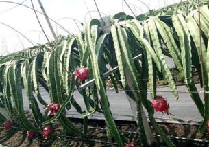 揭秘火龙果树苗种植技巧：如何培育出硕果累累的“火龙果王国”