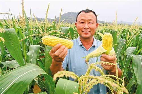 玉米科学种植技术：揭秘高产秘诀，助力农业现代化