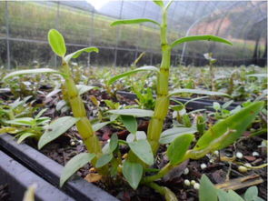 石斛种植新手必看：揭秘高效石斛种植技术，助你轻松入门！