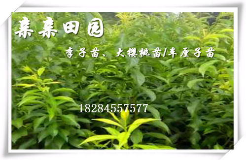 《探秘苏州青种植技术：揭秘传统名菜的现代农业秘密》