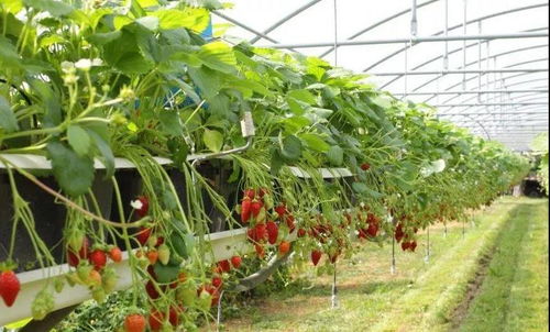 《草莓大棚种植技术全解析：揭秘高效产量的秘诀》