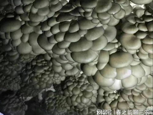 玉米芯助力平菇种植，揭秘高效环保的栽培新趋势