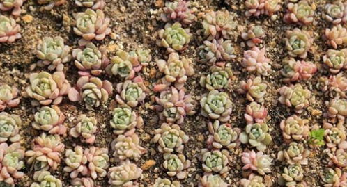 《探寻多肉植物的绿洲：揭秘土壤选择与培育技术》