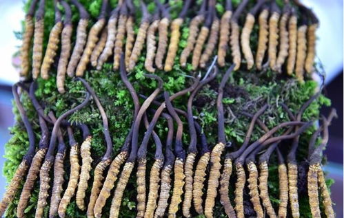 《揭秘金虫草种植之谜：科技助力传统中药材产业升级之路》
