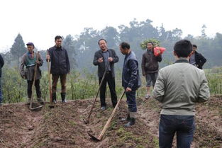江津花椒种植新篇章：揭秘高效栽培技术助力产业升级