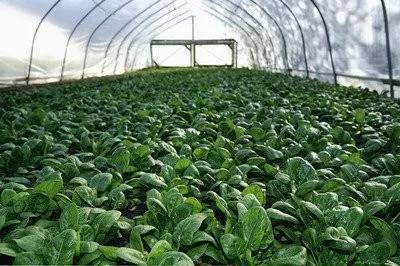 秋菠菜种植技术揭秘：如何提高产量与品质？