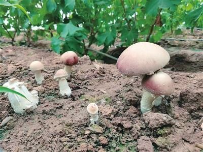 揭秘自然奇迹：技术种植松茸，未来食菌产业的新篇章