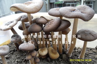 《揭秘鸡枞种植：配料技术的革新之路》