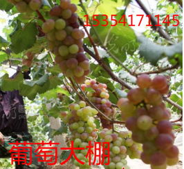 《智慧赋能，葡萄大棚里的绿色革命：揭秘现代葡萄种植技术奥秘》