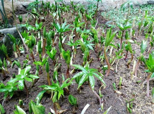 重楼人工种植技术揭秘：如何实现高产高效？