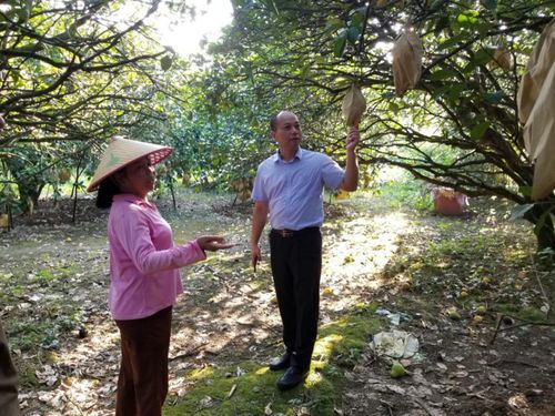 《沙田柚种植新篇章：揭秘高效种植技术视频，解锁丰收秘诀！》