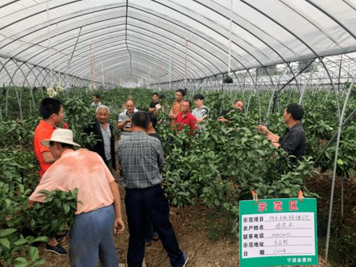 柑橘种植技术培训方案：开启高效益柑橘产业的密钥