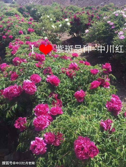 《揭秘紫斑牡丹种植之谜：技术与心得分享》