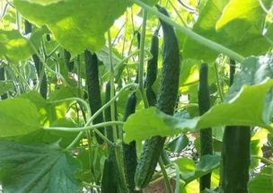 《秋黄瓜种植秘籍：如何打造丰收季？揭秘高效种植技术》