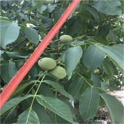 揭秘坚果苗种植技术：如何培育出优质坚果？