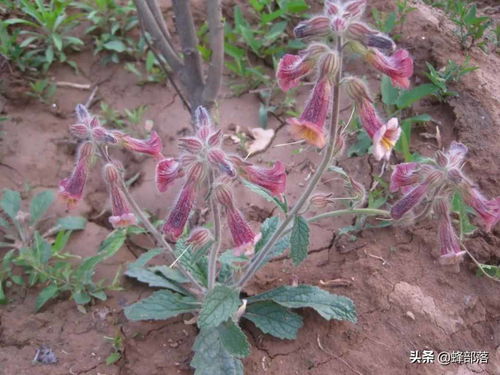 地黄种植技术揭秘：如何提升地黄产量与品质？