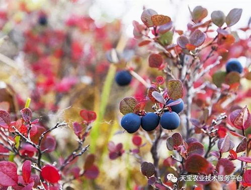 揭秘蓝莓种植秘籍：高效管理技术助力产业升级
