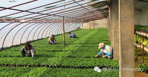 《大棚蔬菜种植技术新篇章：揭秘高效益的秘密武器》
