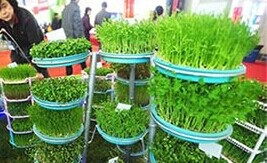 探秘种植技术，您知道去哪里学吗？