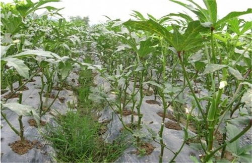 秋葵种植技术揭秘：直播带你走进高效农业新时代
