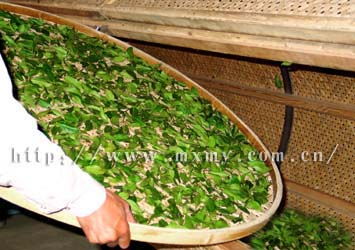 绿茶种植新篇章：揭秘茶叶种植技术革新
