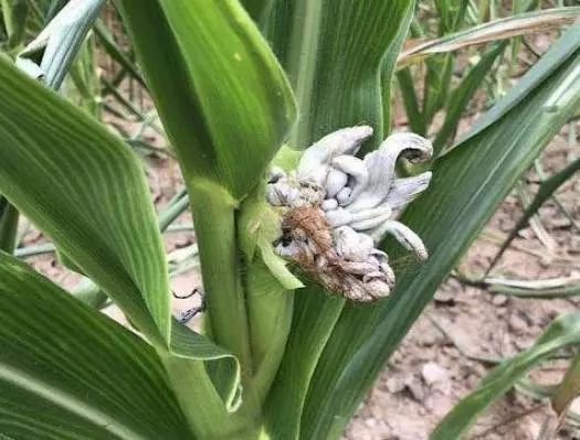 《玉米黑粉菌种植技术揭秘：如何提高产量与品质？》