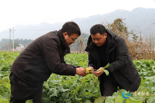 《揭秘油菜种植秘诀：如何提高产量与品质？》