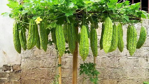 白苦瓜种植技术揭秘：如何打造高产量、高品质的绿色产品？