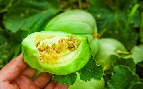揭秘甜瓜种植技术：如何打造高产量高品质的甜蜜果实？