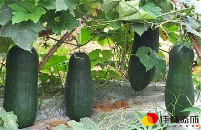 白冬瓜种植技术革新：揭秘高效益的秘密武器