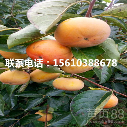 柿子种植：揭秘高效栽培技术要点