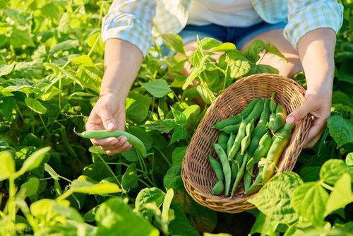 四季豆种植与养护：揭秘高效产量的秘密武器