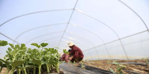 大棚西瓜种植技术揭秘：如何打造高品质西瓜？